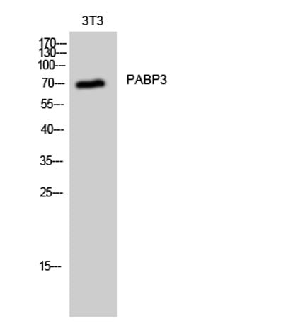 PABP3 rabbit pAb