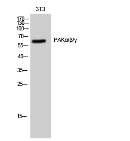 PAKα/β/γ rabbit pAb