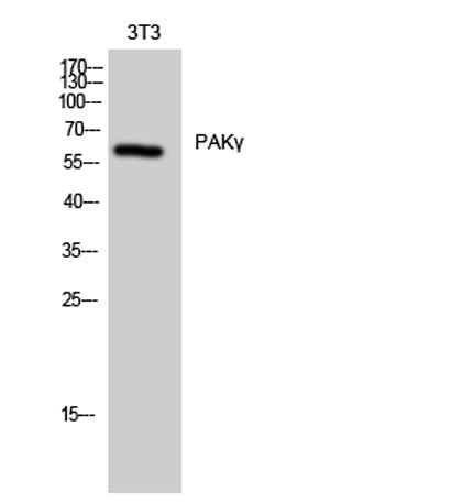 PAKγ rabbit pAb