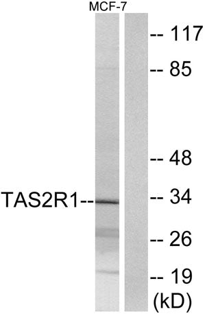 T2R1 rabbit pAb