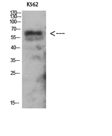 AMPKγ2 rabbit pAb