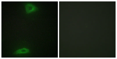 ERGIC-3 rabbit pAb