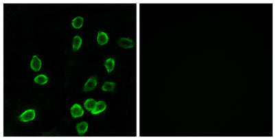 ATP5G3 rabbit pAb