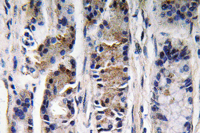 Pepsin C rabbit pAb