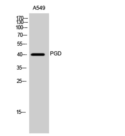 PGD rabbit pAb