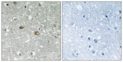 PIG-H rabbit pAb