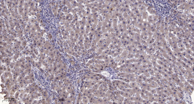 PC-PLD1 (phospho Thr147) rabbit pAb