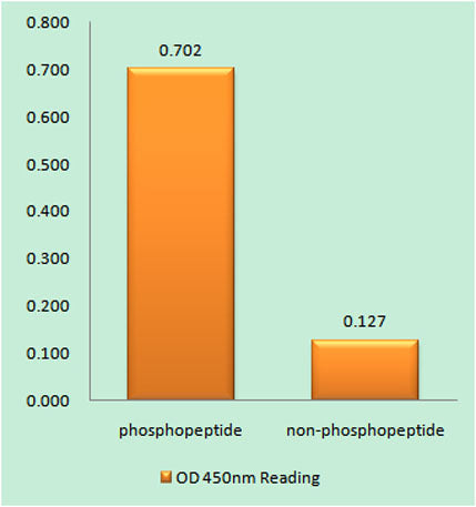 PC-PLD2 (phospho Tyr169) rabbit pAb