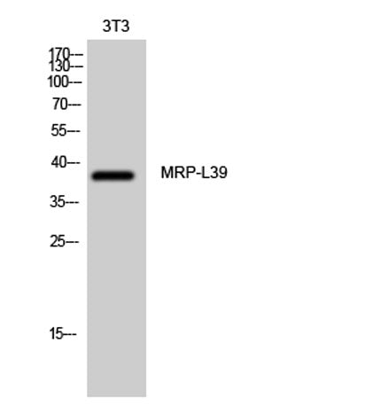 MRP-L39 rabbit pAb