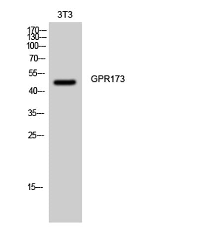 GPR173 rabbit pAb
