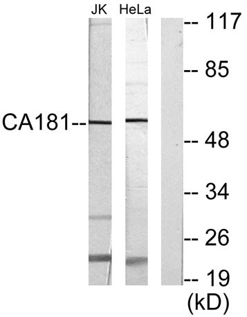 C1orf181 rabbit pAb