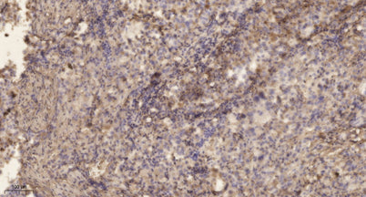 ELOVL2 rabbit pAb