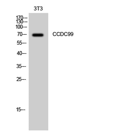 CCDC99 rabbit pAb