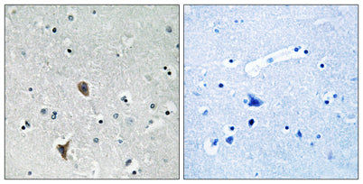 Oxr1 rabbit pAb