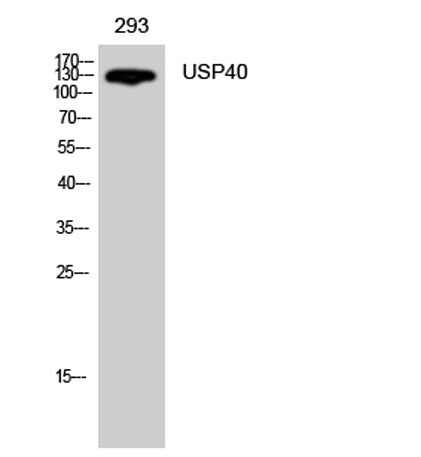 USP40 rabbit pAb