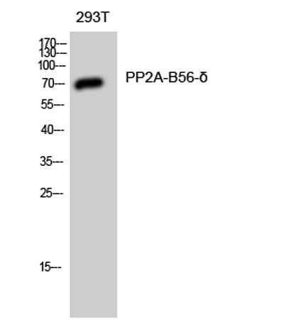 PP2A-B56-δ rabbit pAb