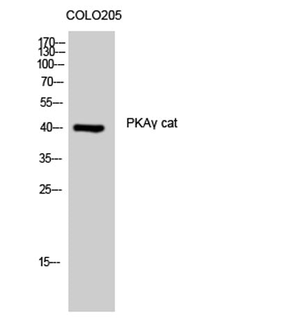 PKAγ cat rabbit pAb