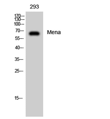 Mena rabbit pAb