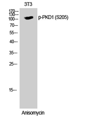 PKD1 (phospho Ser205) rabbit pAb