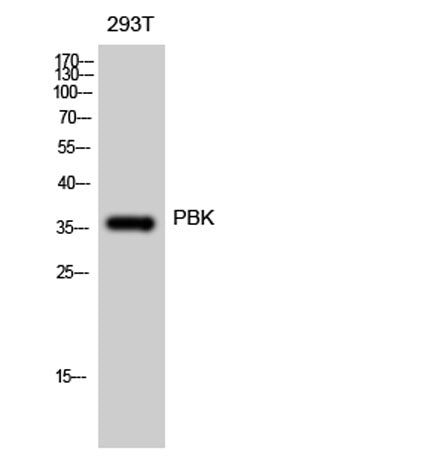 PBK rabbit pAb
