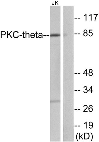 PKC θ rabbit pAb
