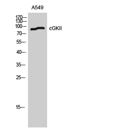 cGKII rabbit pAb
