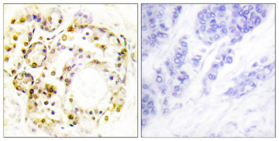 ERK 3 (phospho Ser189) rabbit pAb