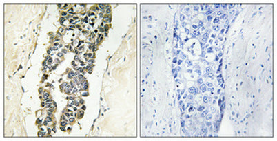 Presenilin 2 (phospho Ser330) rabbit pAb
