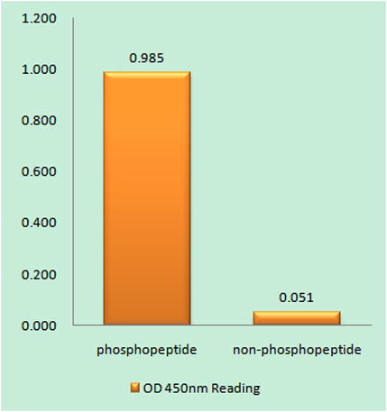 Bad (phospho Ser134) rabbit pAb