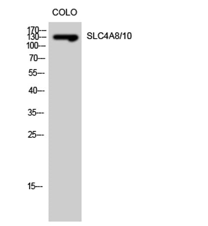 SLC4A8/10 rabbit pAb