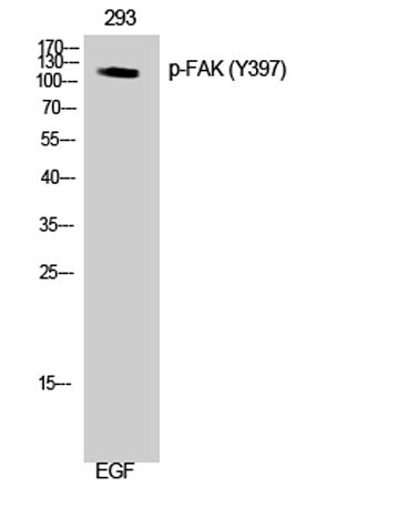 FAK (phospho Tyr397) rabbit pAb
