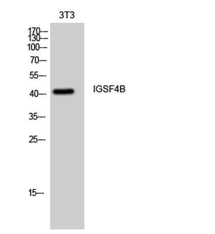 IGSF4B rabbit pAb