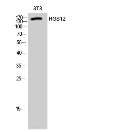RGS12 rabbit pAb