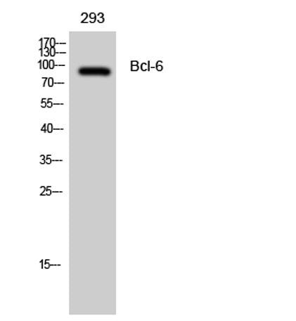 Bcl-6 rabbit pAb