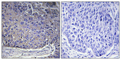 Ribosomal Protein L37A rabbit pAb