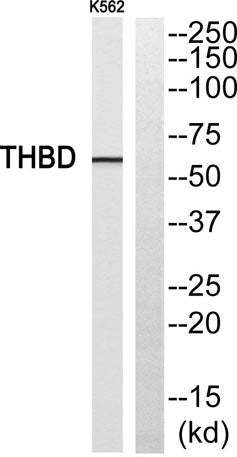 CD141 rabbit pAb