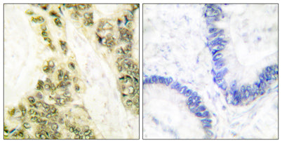 TRα rabbit pAb