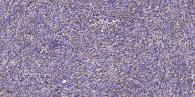 CA VIII rabbit pAb