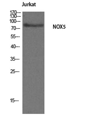Nox5 rabbit pAb