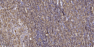 C16orf44 rabbit pAb