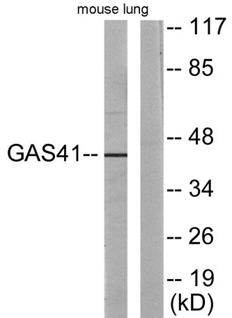 GAS41 rabbit pAb