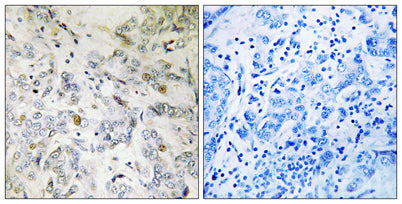 CIP29 rabbit pAb