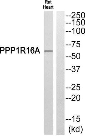 MYPT3 rabbit pAb