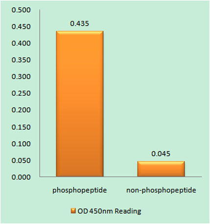CaMKIα (phospho Thr177) rabbit pAb