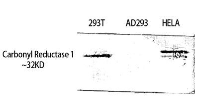 Carbonyl Reductase 1 rabbit pAb