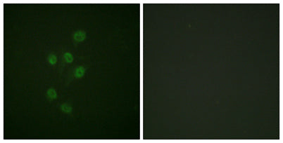 HDAC3 (phospho Ser424) rabbit pAb