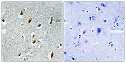 Cdc16 rabbit pAb