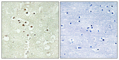 Cyclin H (phospho Thr315) rabbit pAb