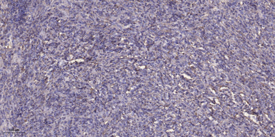 CCDC109A rabbit pAb