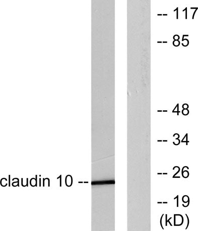 Claudin-10 rabbit pAb